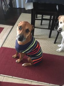 Angus in a sweater