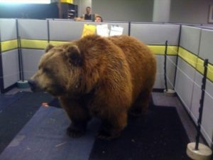 Bear in a cubicle