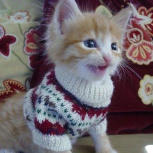 kitten in a sweater