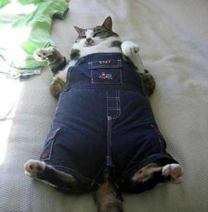 cat pants