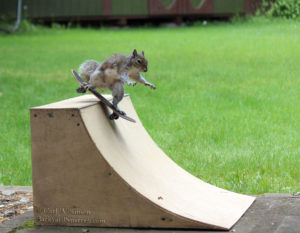 skateboarding squirrel