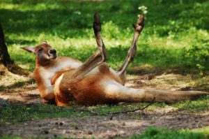 kangaroo lounging