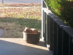 porch kitty