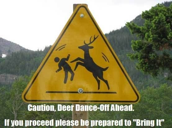 deer dance off