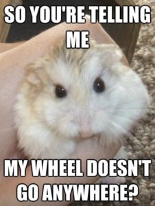 hamster wheel