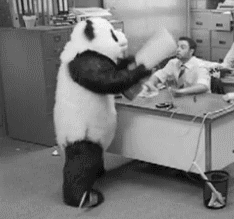 panda mad at office