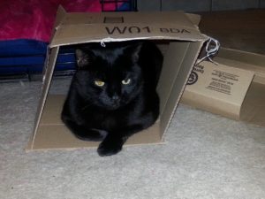 Luna in a box