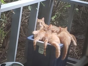 five ginger kitties