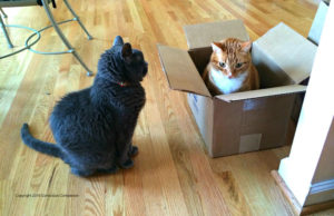 Cats and Boxes