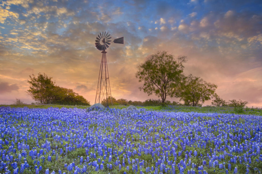 windmill and bluebonnets