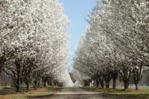 bradford pears