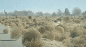 tumbleweeds