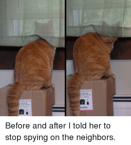 cat spying