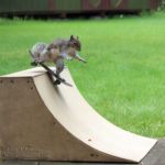 skateboarding squirrel