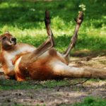 kangaroo lounging